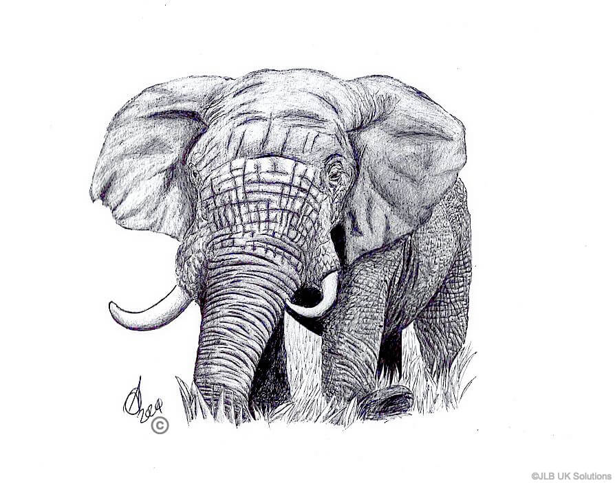 Elephant