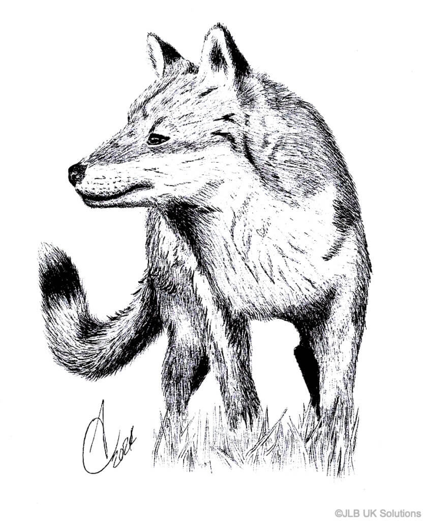 Fox-836x1024