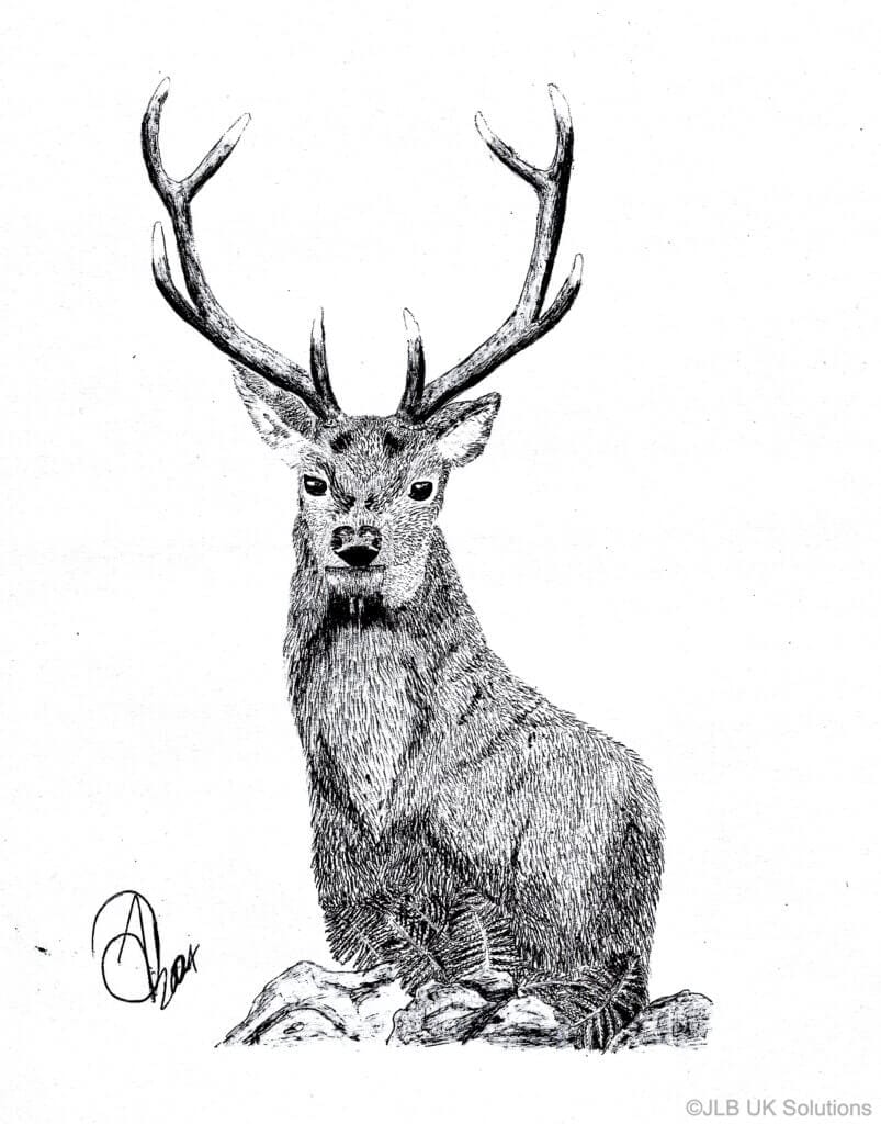 Stag-in-the-Clearing--803x1024